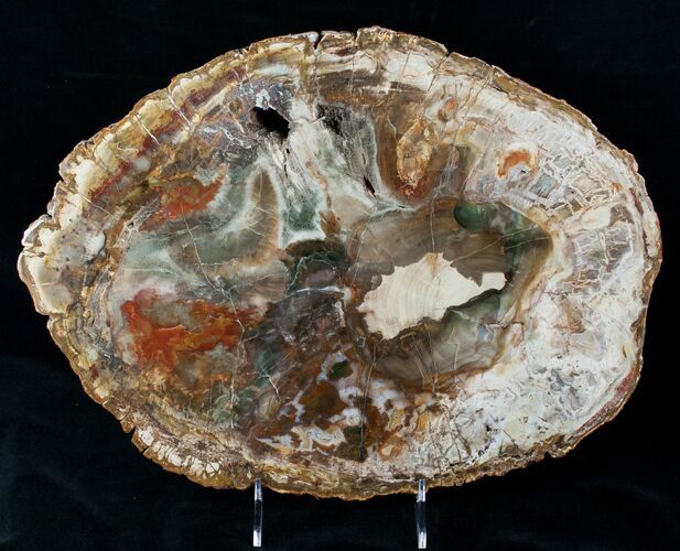 Top Quality Madagascar Petrified Wood Slab - #12654